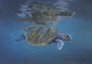 'Turtle reflections'