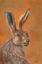 Welsh Harebit